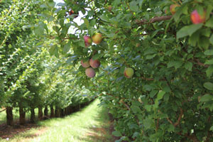 Direct From Aussie Farmers Direct From Aussie Farmers